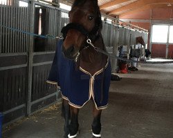 jumper Lakmus 3 (Lithuanians Warmblood, 2015, from Markies V)