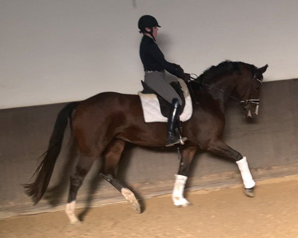 horse Full of beauty (Hanoverian, 2019, from Foundation 2)