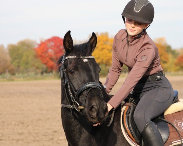 horse Kylie Donna (German Riding Pony, 2021, from Kadenzzo)