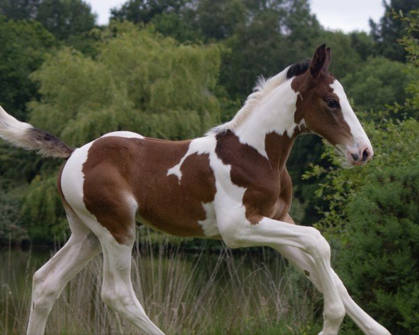 Pferd One Million d'Aghan (Selle Français, 2024, von Million Dollar)
