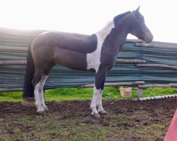 Deckhengst Jaguar de Parigny (Französisches Pony, 1997, von Noel des Etangs)