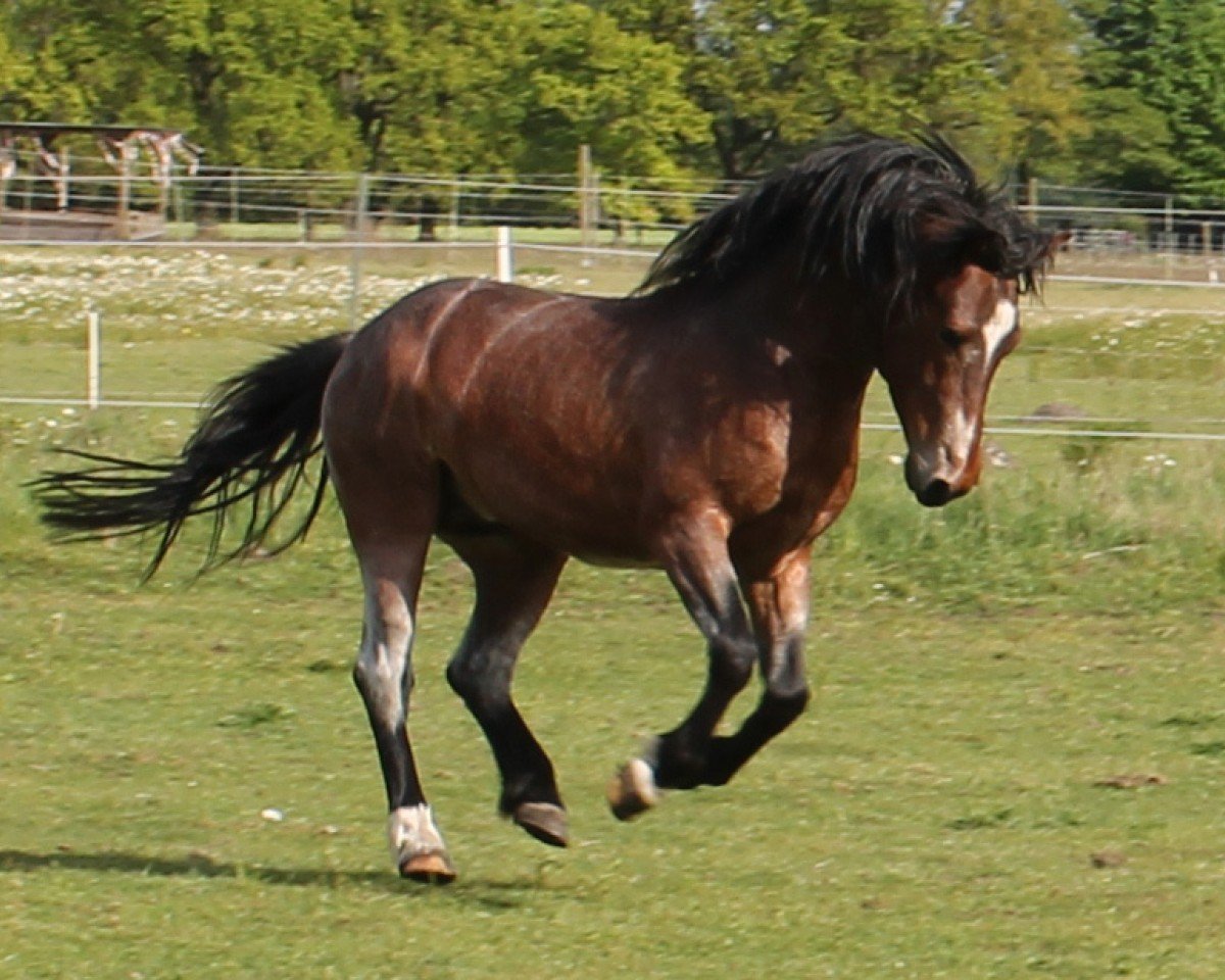 horse Zarif vom Hof Birkeneck (Lehmkuhlen Pony, 2021, from Baron Kurt)