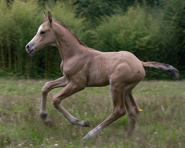 horse Osmose d'Aghan (Selle Français, 2024, from Casall Ask)