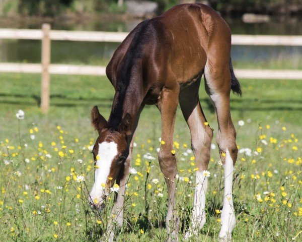Pferd Million Girl d'Aghan Z (Zangersheide Reitpferd, 2022, von Million Dollar)