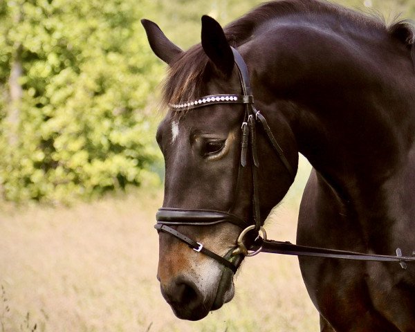 horse Akkon (Alt-Oldenburger / Ostfriesen, 2012, from Dublon) horse Akkon (Alt-Oldenburger / Ostfriesen, 2012, from Dublon)