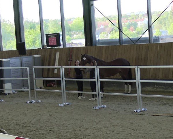 Mitteldeutsches Freispringchampionat 2025