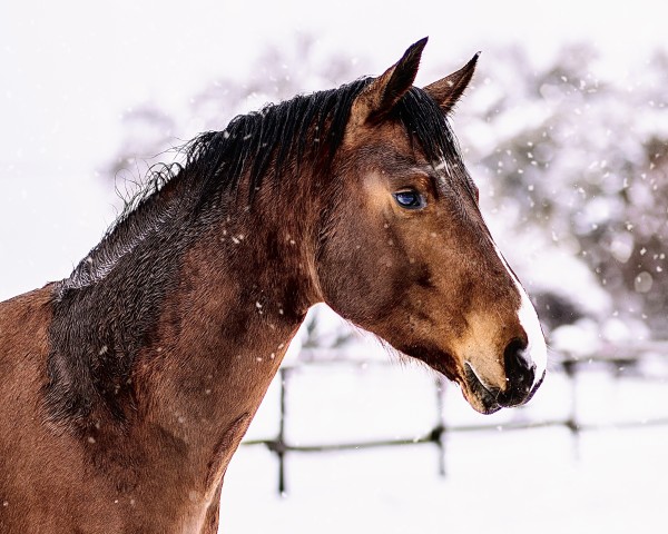 horse Börti Voigts (Hanoverian, 2020, from DSP Benedetto Ragazzo)
