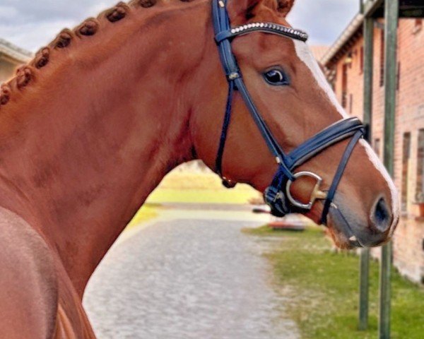 Pferd Don Henry S (Deutsches Sportpferd, 2021, von Dantango)