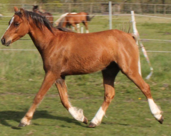horse Leonel vom Renneberg (Welsh-Pony (Section B), 2023, from Albrecht's Hoeve Leonardo)