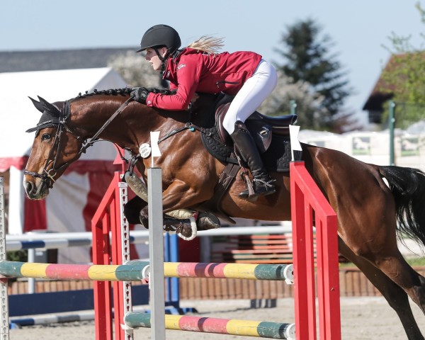 Springpferd Balou Star's Polycenta Z (Zangersheide Reitpferd, 2017, von Balou Star)
