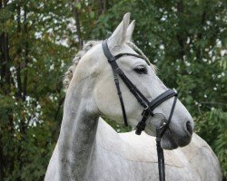 dressage horse Rociera 12 (Pura Raza Espanola (PRE), 2015)