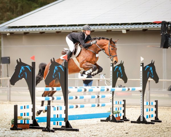 broodmare Lillyfee of Princess (Oldenburg show jumper, 2014, from DSP Araldik)
