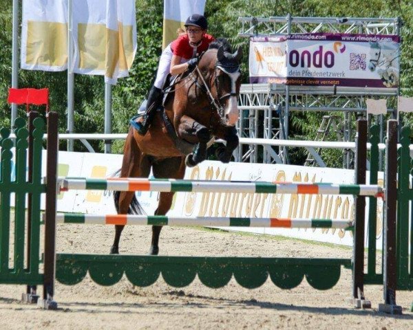 Zuchtstute Quintana 43 (Holsteiner, 2006, von Quintero)