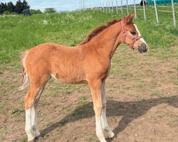 foal by Neuschwanstein I. (German Riding Pony, 2025, from FS Next Diamond)