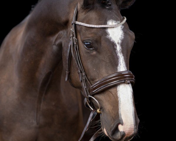 Pferd Abelia de Argentina Star (Oldenburger Springpferd, 2020, von All Star)