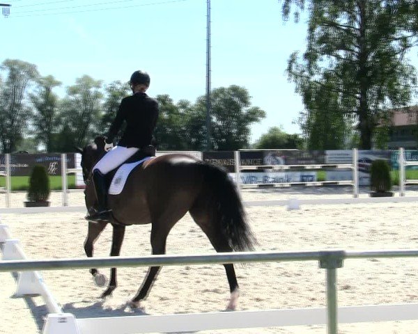 Reitturnier Eichendorf/Ndb. 2025