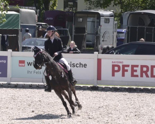 Reitturnier Babenhausen 2025