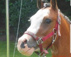 jumper Adrie (Welsh-Pony (Section B), 2008, from Tornedo Five Hills L)