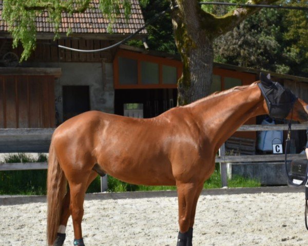 jumper Laurent KS (Finnish Warmblood, 2013, from Ludwig von Bayern 168 FIN)
