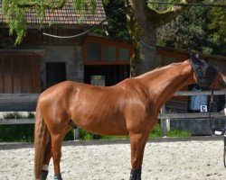 Springpferd Laurent KS (Finnisches Warmblut, 2013, von Ludwig von Bayern 168 FIN)