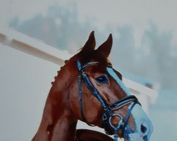 jumper Canso H (German Sport Horse, 2011, from Casdorff)