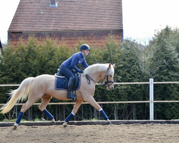 broodmare Gwendolyn G (German Riding Pony, 2018, from HET Golden Dream)