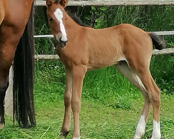 horse McCools Fortune Cookie (German Sport Horse, 2021, from For Planet)