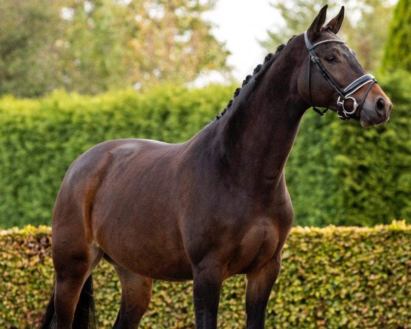 Dressurpferd Ianca (KWPN (Niederländisches Warmblut), 2013, von Apache)