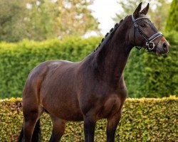 Dressurpferd Ianca (KWPN (Niederländisches Warmblut), 2013, von Apache)