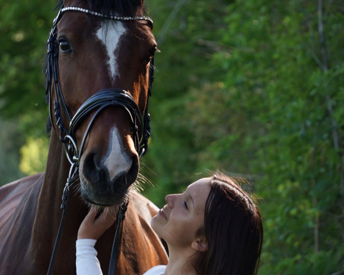 Cavallo da salto Da Capo 241 (Westfale, 2015, di Dibadu L)