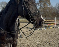 dressage horse Let's Fly 15 (German Sport Horse, 2011, from L'Ami)
