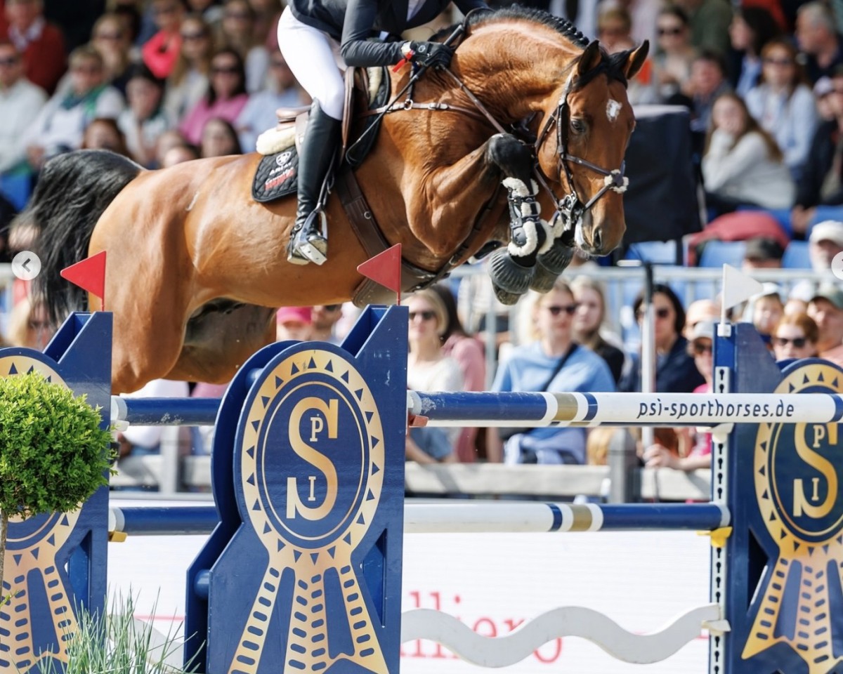 Semental Charino PS (Caballo de Salto Oldenburgués, 2015, de Chacco-Blue)