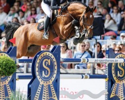 stallion Charino PS (Oldenburg show jumper, 2015, from Chacco-Blue)