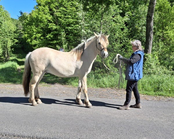horse Dobby HW (Fjord Horse, 2023, from Da Vinci)