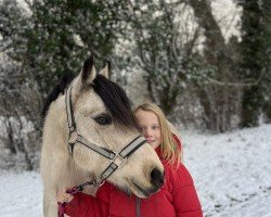 dressage horse Ilse 28 (Nederlands Welsh Ridepony, 2014, from Unbekannt Pony)