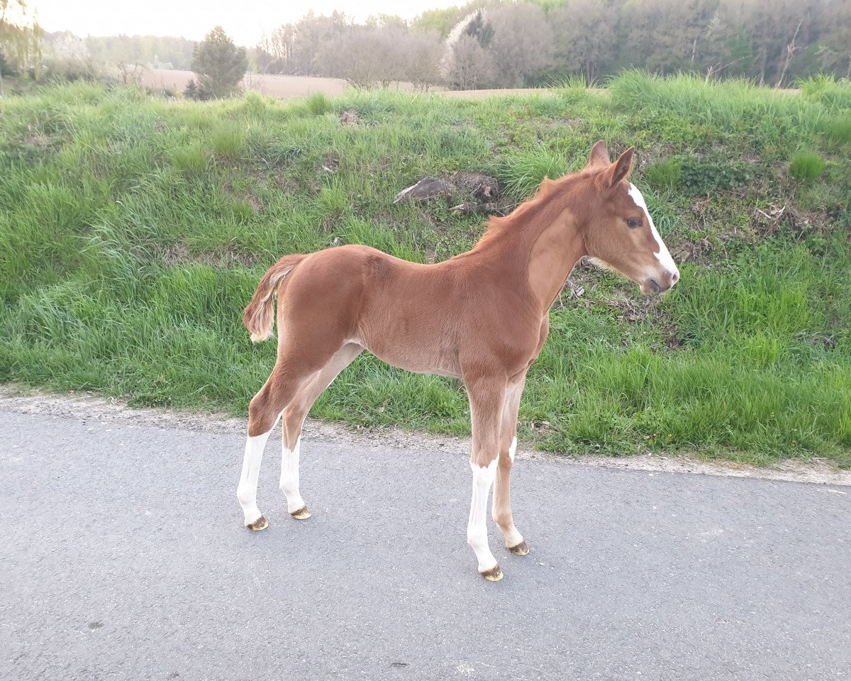Pferd Chad Mac Fly (Westfale, 2019, von Chacfly PS)