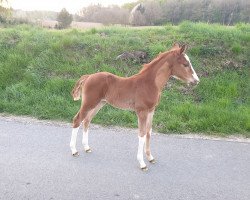 Pferd Chad Mac Fly (Westfale, 2019, von Chacfly PS)