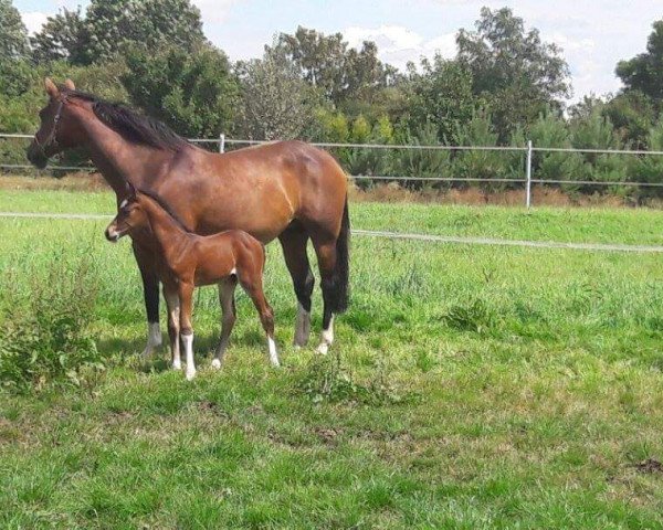 Springpferd Catan SR (Westfale, 2016, von Cornet Obolensky)