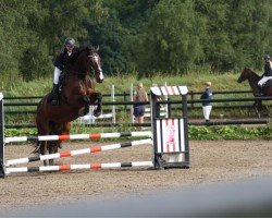 horse Lordarco (Mecklenburg, 2015, from Arco Ste Hermelle)