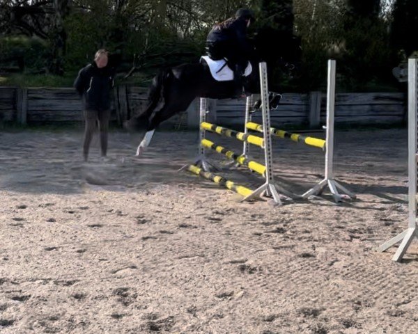 broodmare Najah (German Riding Pony, 2019, from Nancho's Golden Star)