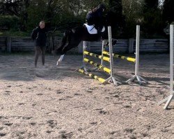 broodmare Najah (German Riding Pony, 2019, from Nancho's Golden Star)