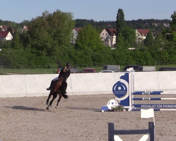 Reitturnier Zwickau 2025