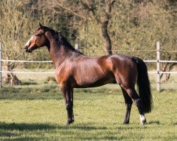 jumper Sugar´s Sikando (Holsteiner, 2014, from Stanfour 4)