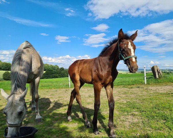 broodmare Taloubets Action Lady (Holsteiner, 2020, from Taloubet Z) broodmare Taloubets Action Lady (Holsteiner, 2020, from Taloubet Z)