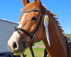 jumper Daydream 131 (Hanoverian, 2020)