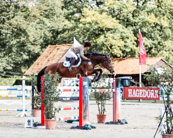 Springpferd June Carter (KWPN (Niederländisches Warmblut), 2014, von Durango VDL)