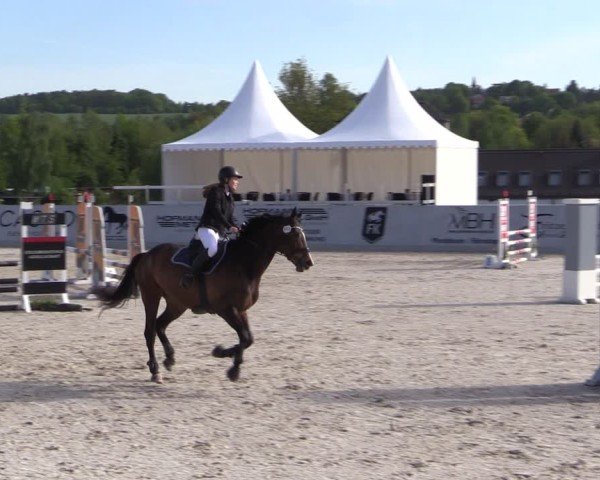 Reitturnier Zwickau 2025