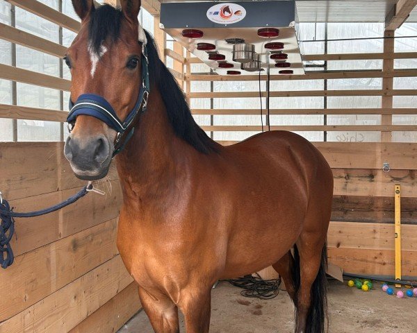 dressage horse FS Dreamer (German Riding Pony, 2020, from FS Don Juan de Luxe)