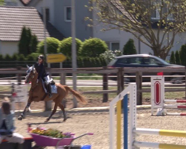 Reitturnier Poxdorf/Ofr 2025