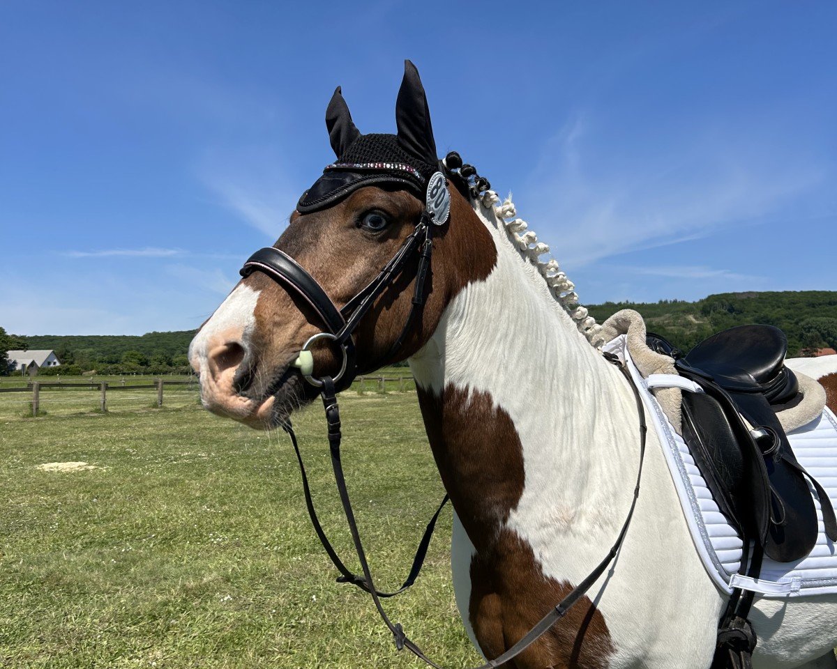 dressage horse Leam Colour Run (Tinker / Irish Cob / Gypsy Vanner, 2014)